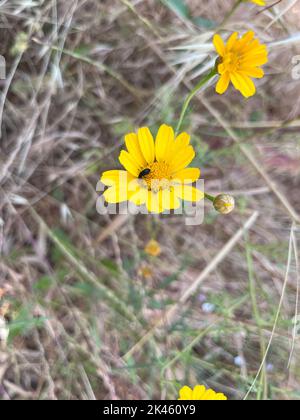 Un coléoptère noir avec des taches blanches se trouve sur une fleur jaune. Jour ensoleillé. Banque D'Images