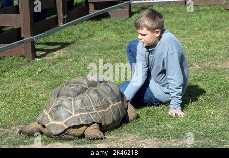 Enfant avec une tortue aldabra géante Aldabrachelys gigantea au champ de foire des trois comtés, Great Malvern, Royaume-Uni Banque D'Images