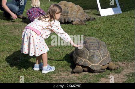 Petite fille à la tortue Aldabra Aldabchelys Gigantea au Three Counties Showground, Great Malvern, Royaume-Uni Banque D'Images