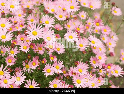 Argyranthème fleurs roses (fleur de brousse argentée) 2 Banque D'Images