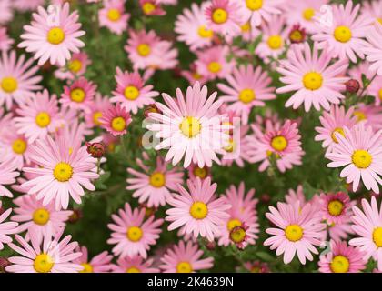 Argyranthème fleurs roses (fleur de brousse argentée) 3 Banque D'Images