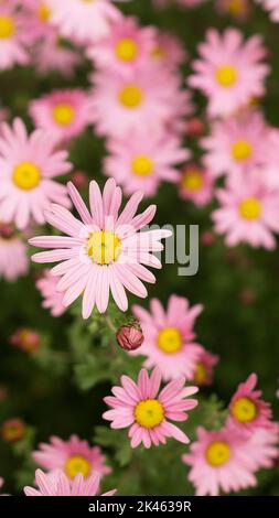 Argyranthème fleurs roses (fleur de brousse argentée) 4 Banque D'Images