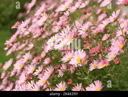 Argyranthème fleurs roses (fleur de brousse argentée) 5 Banque D'Images