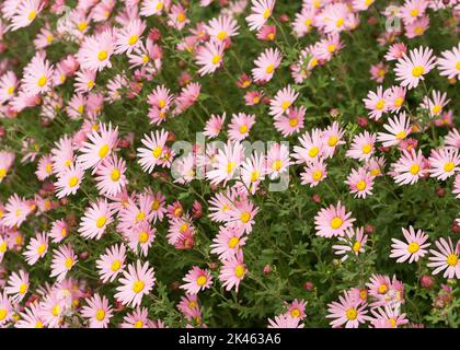 Argyranthème fleurs roses (fleur de brousse argentée) 7 Banque D'Images