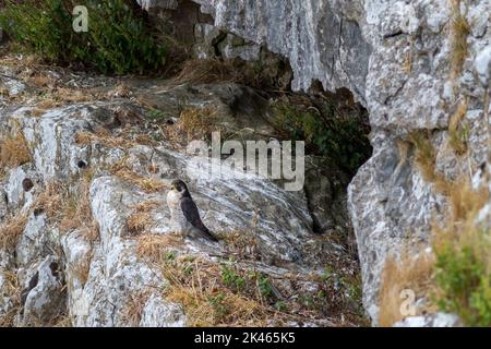 Un faucon pèlerin (Falco peregrinus) perché sur une corniche nicheuse qui offre une protection contre la pluie du Yorkshire et ici, les vagues de chaleur du Yorkshire ! Malham Cov Banque D'Images