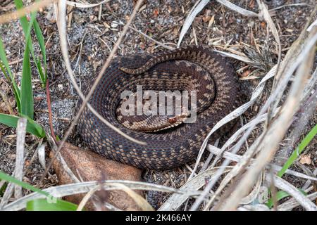 Baby adder (Vipera berus) dans la campagne du Hampshire en septembre, Angleterre, Royaume-Uni. Animal reptile de serpent juvénile ou immature. Banque D'Images