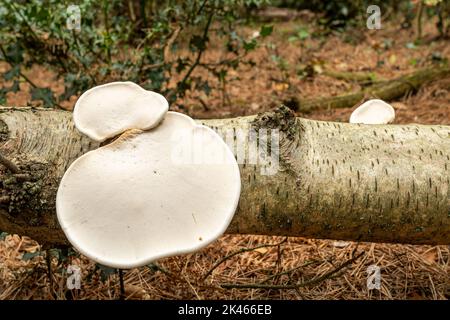 Champignon polypore de bouleau (crochet de bouleau, Fomitopsis betulina) poussant sur le bouleau argenté tombé pendant l'automne, Angleterre, Royaume-Uni Banque D'Images