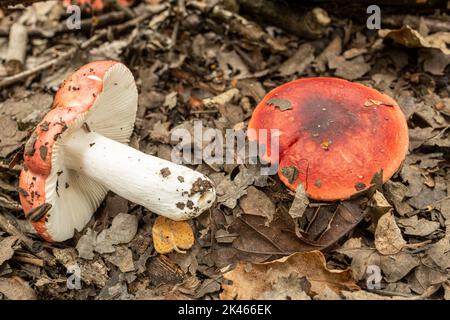 Coloré Russula sp. Champignons toadtabourets de champignons sur le sol des bois pendant l'automne, Hampshire, Angleterre, Royaume-Uni Banque D'Images