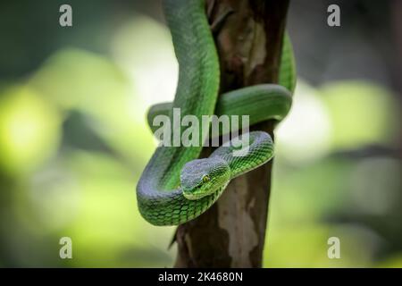 Gros plan d'une vipère de Pit vert (Trimeresurus macrops). Banque D'Images