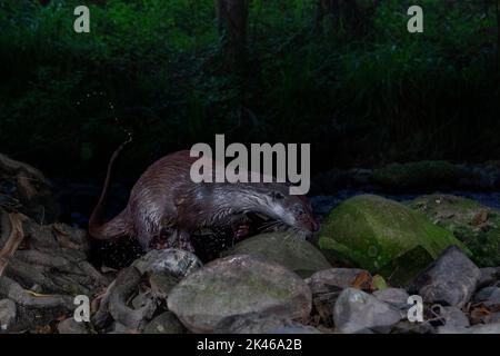 Otter eurasien (Lutra lutra), adulte sortant de l'eau, Campanie, Italie Banque D'Images