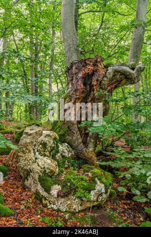 Forêt de hêtre avec des rochers mousseux et des feuilles brunes tombées au sol. Bois de Sant'Antonio, Pesostanzo, Abruzzo Banque D'Images