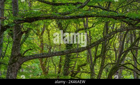 Troncs de hêtre et branches parmi le feuillage vert des arbres du Bosco di Sant'Antonio. Bosco Sant'Antonio, Pesostanzo, Abruzzes, Italie, Europe Banque D'Images