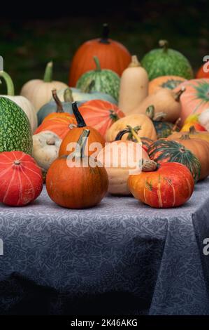 Citrouilles colorées de différentes tailles et formes sur une table Banque D'Images