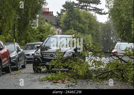 Edgbaston, Birmingham - 30 septembre 2022 - les conducteurs négocient une branche d'arbre baisée sur la route Harrison à Edgbaston pendant les vents forts et la pluie qui ont frappé le pays. Crédit photo : Scott cm/Alay Live News Banque D'Images