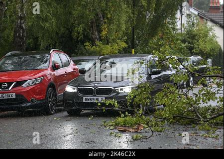 Edgbaston, Birmingham - 30 septembre 2022 - les conducteurs négocient une branche d'arbre baisée sur la route Harrison à Edgbaston pendant les vents forts et la pluie qui ont frappé le pays. Crédit photo : Scott cm/Alay Live News Banque D'Images