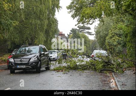 Edgbaston, Birmingham - 30 septembre 2022 - les conducteurs négocient une branche d'arbre baisée sur la route Harrison à Edgbaston pendant les vents forts et la pluie qui ont frappé le pays. Crédit photo : Scott cm/Alay Live News Banque D'Images