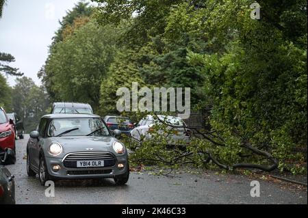 Edgbaston, Birmingham - 30 septembre 2022 - les conducteurs négocient une branche d'arbre baisée sur la route Harrison à Edgbaston pendant les vents forts et la pluie qui ont frappé le pays. Crédit photo : Scott cm/Alay Live News Banque D'Images