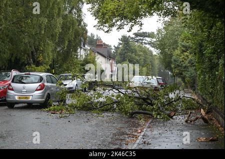 Edgbaston, Birmingham - 30 septembre 2022 - les conducteurs négocient une branche d'arbre baisée sur la route Harrison à Edgbaston pendant les vents forts et la pluie qui ont frappé le pays. Crédit photo : Scott cm/Alay Live News Banque D'Images