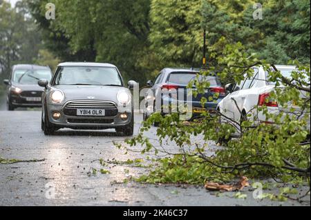 Edgbaston, Birmingham - 30 septembre 2022 - les conducteurs négocient une branche d'arbre baisée sur la route Harrison à Edgbaston pendant les vents forts et la pluie qui ont frappé le pays. Crédit photo : Scott cm/Alay Live News Banque D'Images