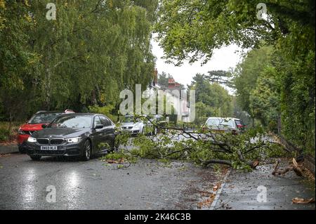 Edgbaston, Birmingham - 30 septembre 2022 - les conducteurs négocient une branche d'arbre baisée sur la route Harrison à Edgbaston pendant les vents forts et la pluie qui ont frappé le pays. Crédit photo : Scott cm/Alay Live News Banque D'Images