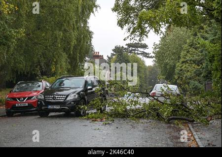 Edgbaston, Birmingham - 30 septembre 2022 - les conducteurs négocient une branche d'arbre baisée sur la route Harrison à Edgbaston pendant les vents forts et la pluie qui ont frappé le pays. Crédit photo : Scott cm/Alay Live News Banque D'Images