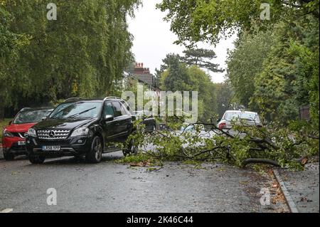 Edgbaston, Birmingham - 30 septembre 2022 - les conducteurs négocient une branche d'arbre baisée sur la route Harrison à Edgbaston pendant les vents forts et la pluie qui ont frappé le pays. Crédit photo : Scott cm/Alay Live News Banque D'Images