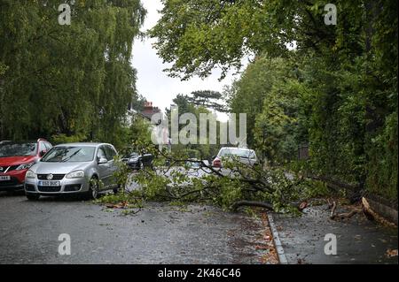 Edgbaston, Birmingham - 30 septembre 2022 - les conducteurs négocient une branche d'arbre baisée sur la route Harrison à Edgbaston pendant les vents forts et la pluie qui ont frappé le pays. Crédit photo : Scott cm/Alay Live News Banque D'Images