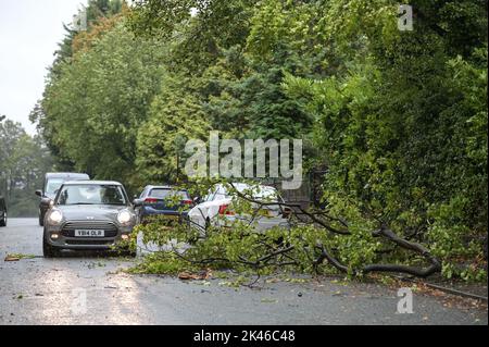 Edgbaston, Birmingham - 30 septembre 2022 - les conducteurs négocient une branche d'arbre baisée sur la route Harrison à Edgbaston pendant les vents forts et la pluie qui ont frappé le pays. Crédit photo : Scott cm/Alay Live News Banque D'Images