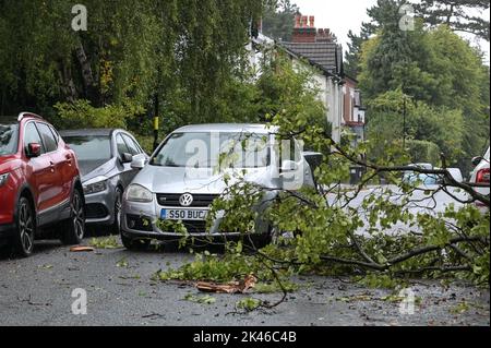 Edgbaston, Birmingham - 30 septembre 2022 - les conducteurs négocient une branche d'arbre baisée sur la route Harrison à Edgbaston pendant les vents forts et la pluie qui ont frappé le pays. Crédit photo : Scott cm/Alay Live News Banque D'Images