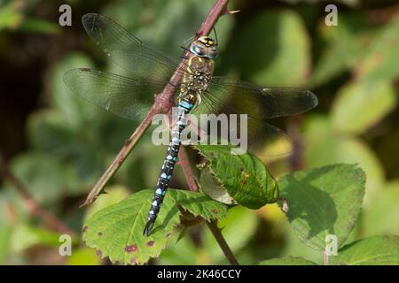Migrant Hawker, Aeshna mixta, libellule, homme, reposant sur la ruée, Libellule bleue, septembre, Royaume-Uni Banque D'Images