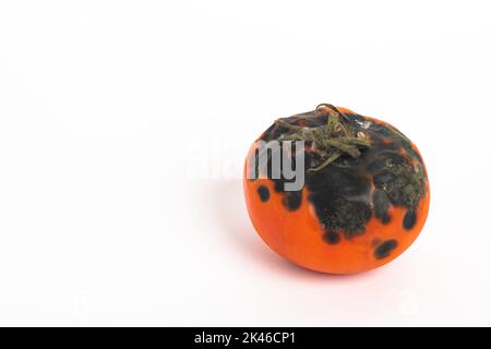 Tomate pourrie. Moule sur les légumes. Produit pourri.légume manquant isolé sur fond blanc Banque D'Images