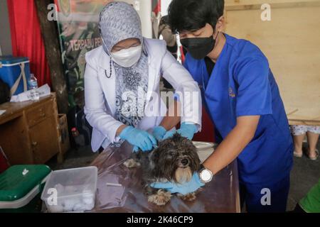 Bogor, Indonésie. 28th septembre 2022. Un vétérinaire inocule un chien avec une dose d'un vaccin anti-rage pendant la commémoration de la Journée mondiale de la rage 2022 à Bogor, Java Ouest, Indonésie, sur 28 septembre 2022. Au total, 700 doses sont préparées pour tous les animaux de la ville de Bogor. (Photo par Andi M Ridwan/INA photo Agency/Sipa USA) crédit: SIPA USA/Alay Live News Banque D'Images