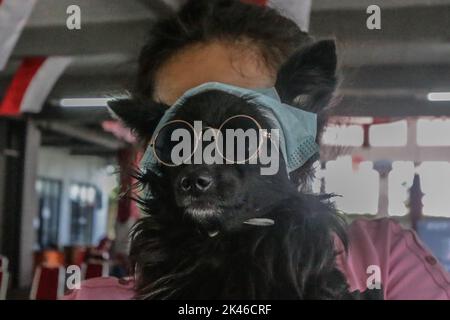 Bogor, Indonésie. 28th septembre 2022. Un chien porte des lunettes lors de la commémoration de la Journée mondiale de la rage 2022 à Bogor, à Java-Ouest, en Indonésie, sur 28 septembre 2022. Au total, 700 doses sont préparées pour tous les animaux de la ville de Bogor. (Photo par Andi M Ridwan/INA photo Agency/Sipa USA) crédit: SIPA USA/Alay Live News Banque D'Images