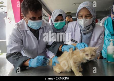 Bogor, Indonésie. 28th septembre 2022. Un vétérinaire inocule un chat avec une dose d'un vaccin anti-rage pendant la commémoration de la Journée mondiale de la rage 2022 à Bogor, Java Ouest, Indonésie, sur 28 septembre 2022. Au total, 700 doses sont préparées pour tous les animaux de la ville de Bogor. (Photo par Andi M Ridwan/INA photo Agency/Sipa USA) crédit: SIPA USA/Alay Live News Banque D'Images