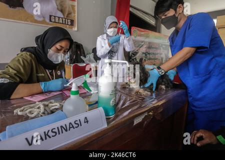Bogor, Indonésie. 28th septembre 2022. Un vétérinaire prépare inocule un chien avec une dose d'un vaccin anti-rage pendant la commémoration de la Journée mondiale de la rage 2022 à Bogor, Java Ouest, Indonésie, sur 28 septembre 2022. Au total, 700 doses sont préparées pour tous les animaux de la ville de Bogor. (Photo par Andi M Ridwan/INA photo Agency/Sipa USA) crédit: SIPA USA/Alay Live News Banque D'Images