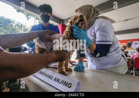 Bogor, Indonésie. 28th septembre 2022. Un vétérinaire inocule un chien avec une dose d'un vaccin anti-rage pendant la commémoration de la Journée mondiale de la rage 2022 à Bogor, Java Ouest, Indonésie, sur 28 septembre 2022. Au total, 700 doses sont préparées pour tous les animaux de la ville de Bogor. (Photo par Andi M Ridwan/INA photo Agency/Sipa USA) crédit: SIPA USA/Alay Live News Banque D'Images