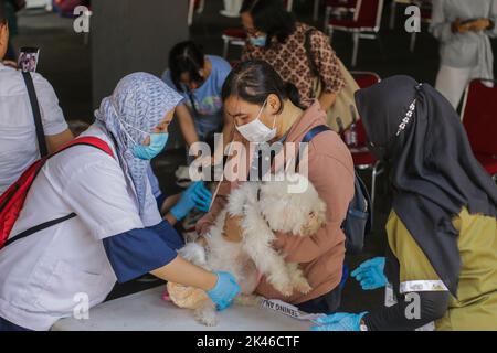 Bogor, Indonésie. 28th septembre 2022. Un vétérinaire inocule un chien avec une dose d'un vaccin anti-rage pendant la commémoration de la Journée mondiale de la rage 2022 à Bogor, Java Ouest, Indonésie, sur 28 septembre 2022. Au total, 700 doses sont préparées pour tous les animaux de la ville de Bogor. (Photo par Andi M Ridwan/INA photo Agency/Sipa USA) crédit: SIPA USA/Alay Live News Banque D'Images