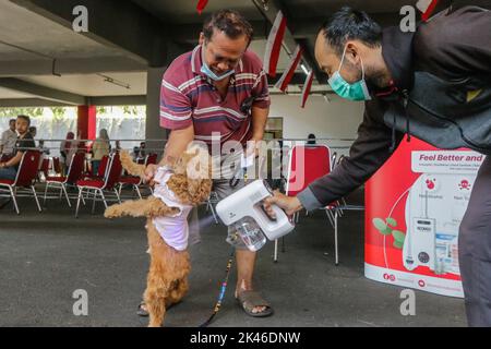 Bogor, Indonésie. 28th septembre 2022. Un agent vaporise un désinfectant à vapeur sur un chien avant d'inoculer une dose d'un vaccin antirabique lors de la commémoration de la Journée mondiale de la rage 2022 à Bogor, Java Ouest, Indonésie, sur 28 septembre 2022. Au total, 700 doses sont préparées pour tous les animaux de la ville de Bogor. (Photo par Andi M Ridwan/INA photo Agency/Sipa USA) crédit: SIPA USA/Alay Live News Banque D'Images
