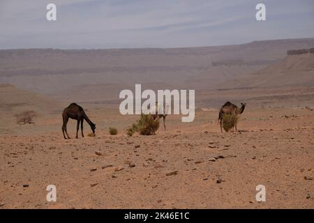 Chameaux dans la région d'Adrar en Mauritanie Banque D'Images