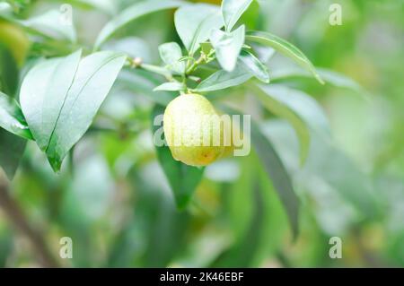 Agrumes japonica Thunb ou Kumquat , plante de Kumquat ou Cumquats ou Citrus Japonica Thunb ou RUTACEAE plante Banque D'Images