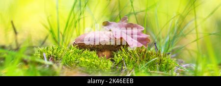 Ferme-champignons, bannière - Boletus edulis, en herbe basse et mousse dans une forêt de printemps Banque D'Images