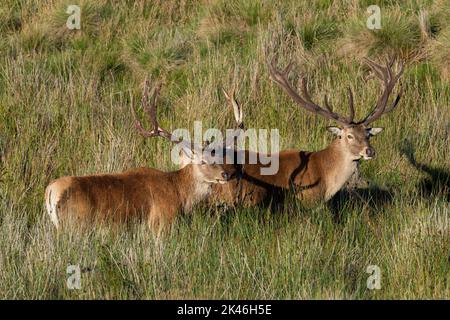 Cerfs rouges (Cervus elaphus) à la fin de l'été frottant le velours de leurs bois. Banque D'Images