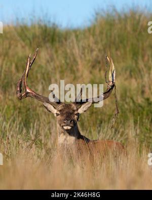 Cerfs rouges (Cervus elaphus) à la fin de l'été frottant le velours de leurs bois. Banque D'Images