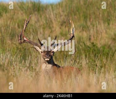 Cerfs rouges (Cervus elaphus) à la fin de l'été frottant le velours de leurs bois. Banque D'Images