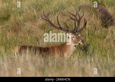 Cerfs rouges (Cervus elaphus) à la fin de l'été frottant le velours de leurs bois. Banque D'Images