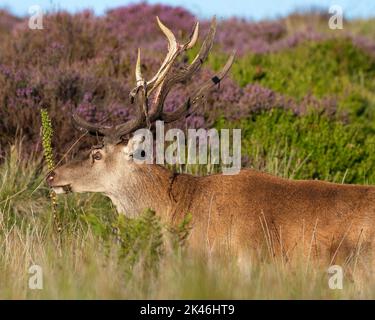 Cerfs rouges (Cervus elaphus) à la fin de l'été frottant le velours de leurs bois. Banque D'Images