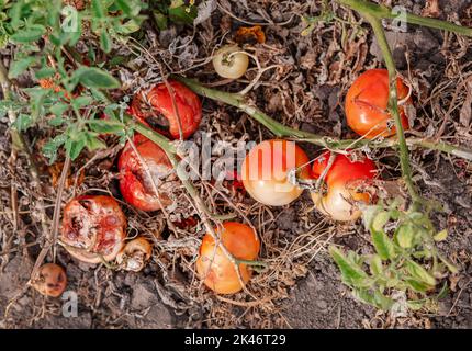 Les fruits de tomate sont affectés par une maladie bactérienne dans le sol ouvert. Tomates fléties des ravageurs. Récolte d'automne. Banque D'Images