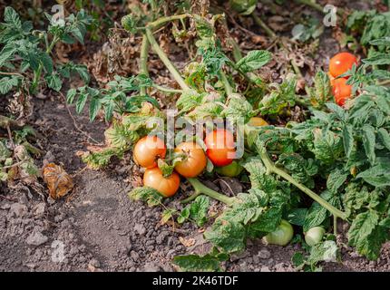 Les fruits de tomate sont affectés par une maladie bactérienne dans le sol ouvert. Tomates fléties des ravageurs. Récolte d'automne. Banque D'Images