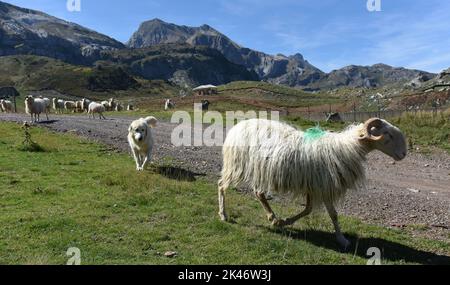 Chien de montagne pyrénéen gardant son troupeau de moutons de montagne sur le Col du Somport dans les pyrénées, à la frontière de la France et de l'Espagne Canfranc Espagne Banque D'Images