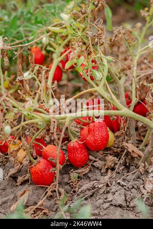 Les fruits de tomate sont affectés par une maladie bactérienne dans le sol ouvert. Tomates fléties des ravageurs. Récolte d'automne. Banque D'Images